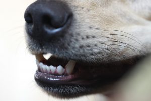 Closeup teeth of dog.