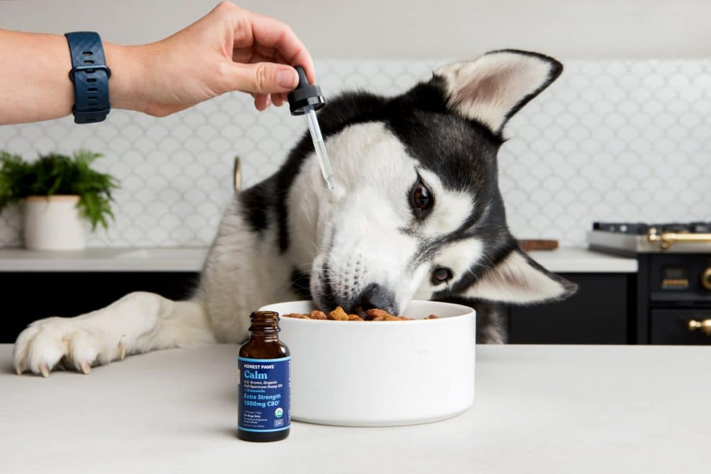 Mixing hemp oil with dog food.