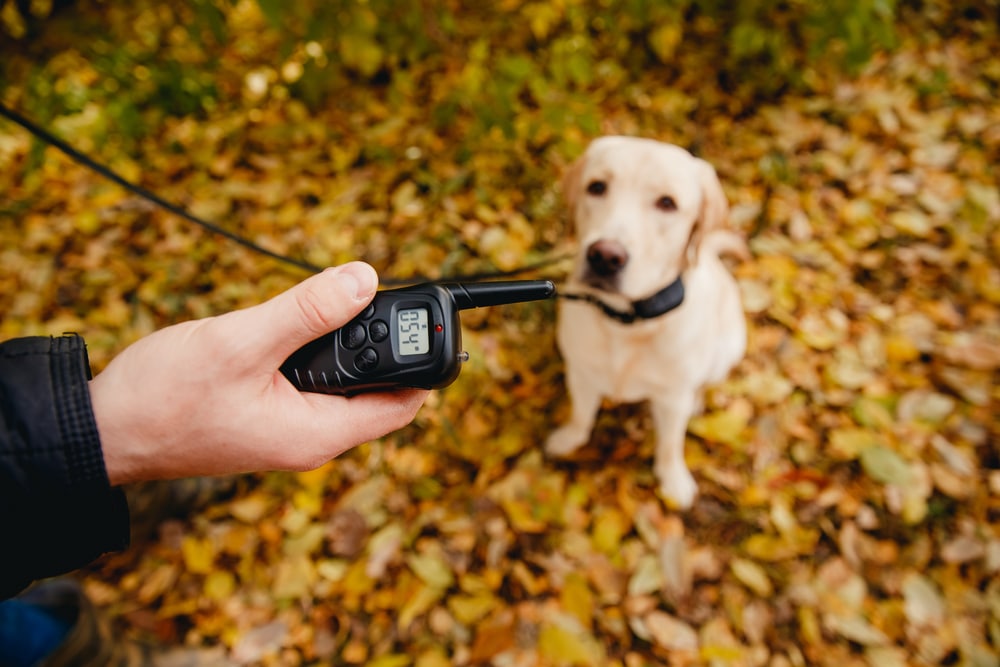 Person holding remote/transmitter. | The Pampered Pup