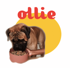 Just Food for Dogs vs Ollie Comparison | The Pampered Pup